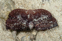 Cryptopodia dorsalis (Dorsal Elbow Crab)