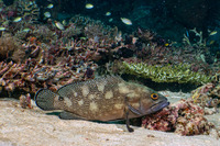 Epinephelus ongus (Speckledfin Grouper)