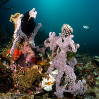 Dysidea sp.1 (Dysidea sp.1)