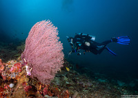 Astrogorgia dumbea (Astrogorgia Dumbea)