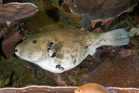Arothron caeruleopunctatus (Blue-Spotted Puffer)