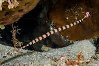 Dunckerocampus dactyliophorus (Ringed Pipefish)