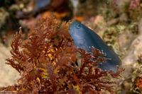 Ecsenius namiyei (Black Coralblenny)