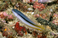 Pseudochromis ammeri (Raja Ampat Dottyback)