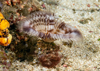 Sabellastarte sp.1 (Feather Duster Worm)