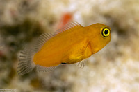 Ecsenius lividanalis (Blackspot Coralblenny)