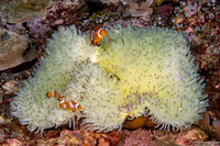 Heteractis magnifica (Magnificent Sea Anemone)