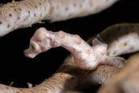 Hippocampus denise (Denise's Pygmy Seahorse)
