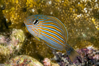 Acanthurus lineatus (Striped Surgeonfish)