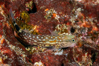 Ecsenius monoculus (Monocle Coralblenny)