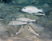 Lethrinus obsoletus (Orange-Striped Emperor)