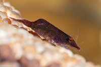 Zenopontonia soror (Sea Star Shrimp)