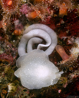 Berthella chacei (White Berthella)