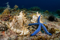 Linckia laevigata (Blue Sea Star)