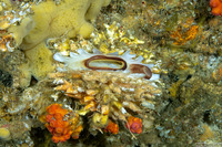 Spondylus sp.1 (Thorny Oyster)
