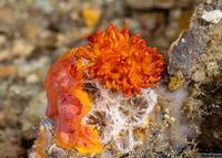 Tenellia melanobrachia (Cup Coral Nudibranch)