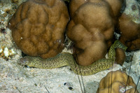 Gymnothorax chilospilus (Lipspot Moray)