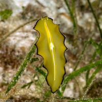 Pseudobiceros flowersi (Flowers' Flatworm)