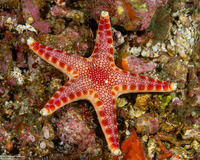 Neoferdina insolita (Unusual Sea Star)