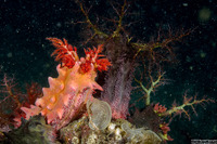 Colochirus quadrangularis (Thorny Sea Cucumber)