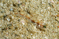 Arcygobius baliurus (Sand Goby)