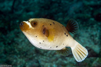 Arothron nigropunctatus (Blackspotted Puffer)