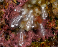 Diazona sp.1 (Diazona sp.1)