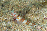 Amblyeleotris periophthalma (Broad-Banded Shrimpgoby)