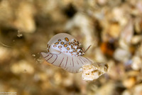Diminovula margarita (Margarita Egg Shell)
