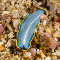 Cycloporus venetus (Marine Blue Flatworm)