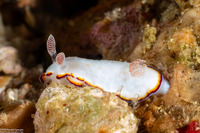 Goniobranchus sinensis (Chinese Nudibranch)