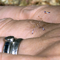 Ancylomenes holthuisi (Holthuis' Anemone Shrimp)