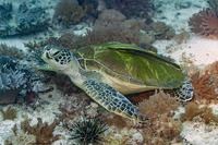 Echeneis naucrates (Sharksucker)