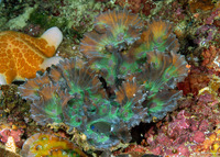 Pectinia paeonia (Peony Coral)