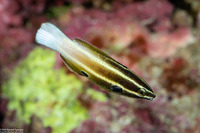 Labropsis alleni (Allen's Tubelip)
