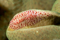 Coeloplana wuennenbergi (Leather Coral Comb Jelly)