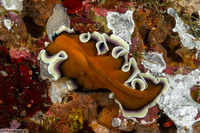 Pseudobiceros sp.4 (Pseudobiceros sp.4)