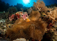 Amphiprion sandaracinos (Orange Anemonefish)