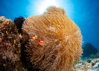 Heteractis magnifica (Magnificent Sea Anemone)