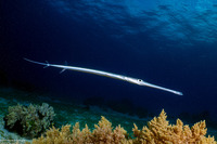 Fistularia commersonii (Bluespotted Cornetfish)