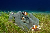 Stichodactyla haddoni (Haddon's Sea Anemone)