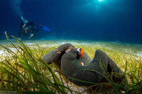 Stichodactyla haddoni (Haddon's Sea Anemone)
