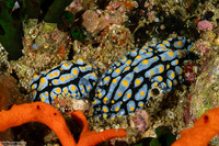 Phyllidia varicosa (Varicose Phyllidia)