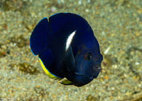 Centropyge tibicen (Keyhole Angelfish)