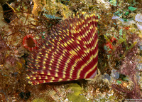 Sabellidae sp.4 (Sabellidae sp.4)