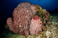 Xestospongia testudinaria (Barrel Sponge)