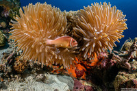 Heteractis magnifica (Magnificent Sea Anemone)
