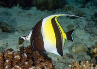 Zanclus cornutus (Moorish Idol)