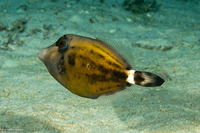 Cantherhines fronticinctus (Spectacled Filefish)