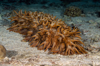 Thelenota ananas (Pineapple Sea Cucumber)